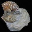Discoscaphites & Sphenodiscus Ammonites - South Dakota #60238-1
